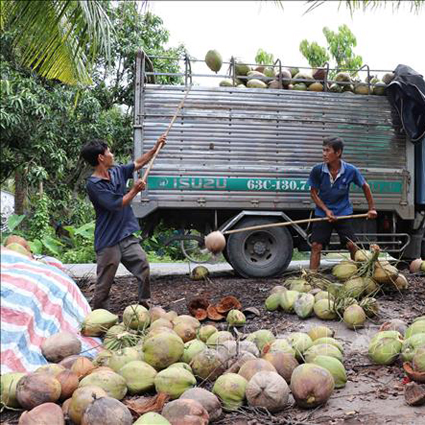 不断保证槟椥椰子的产量