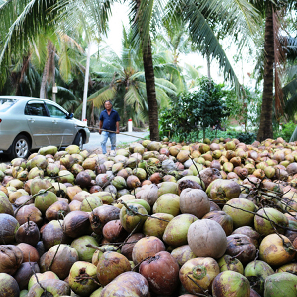 干椰子价格再次上涨,许多园丁没有椰子可卖