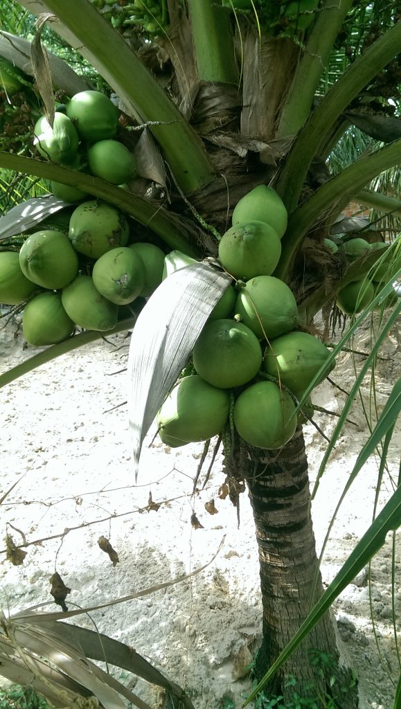 green coconut