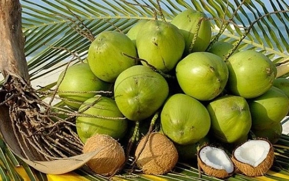 Viet Nam's coconuts exports to skyrocket thanks to shipments to China
