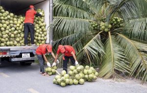 Coconuts processed for export in Bến Tre Province.