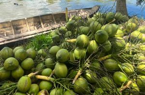Vietnamese coconuts