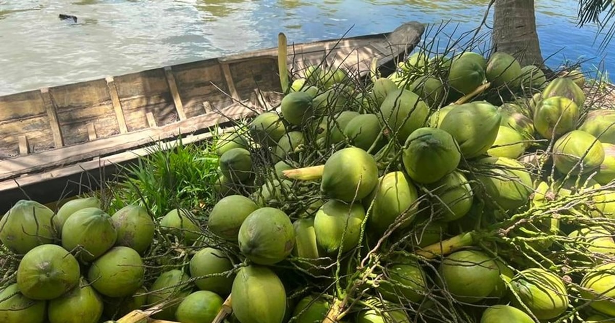 Vietnam's Coconut Industry Rises to Top 3 in the World