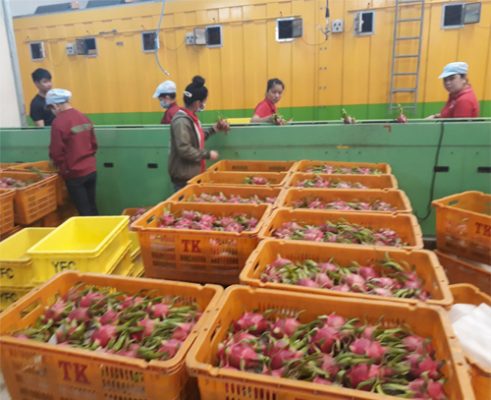 Prepare Fresh Dragon Fruits for Vapour Heat Treatment