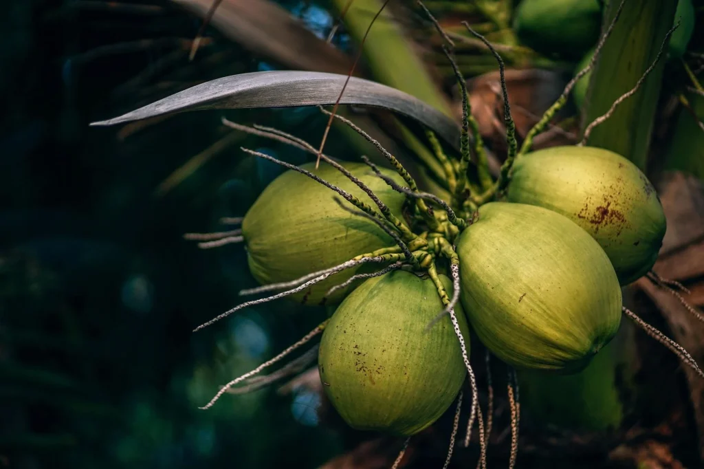 Young Coconut from Vietnam