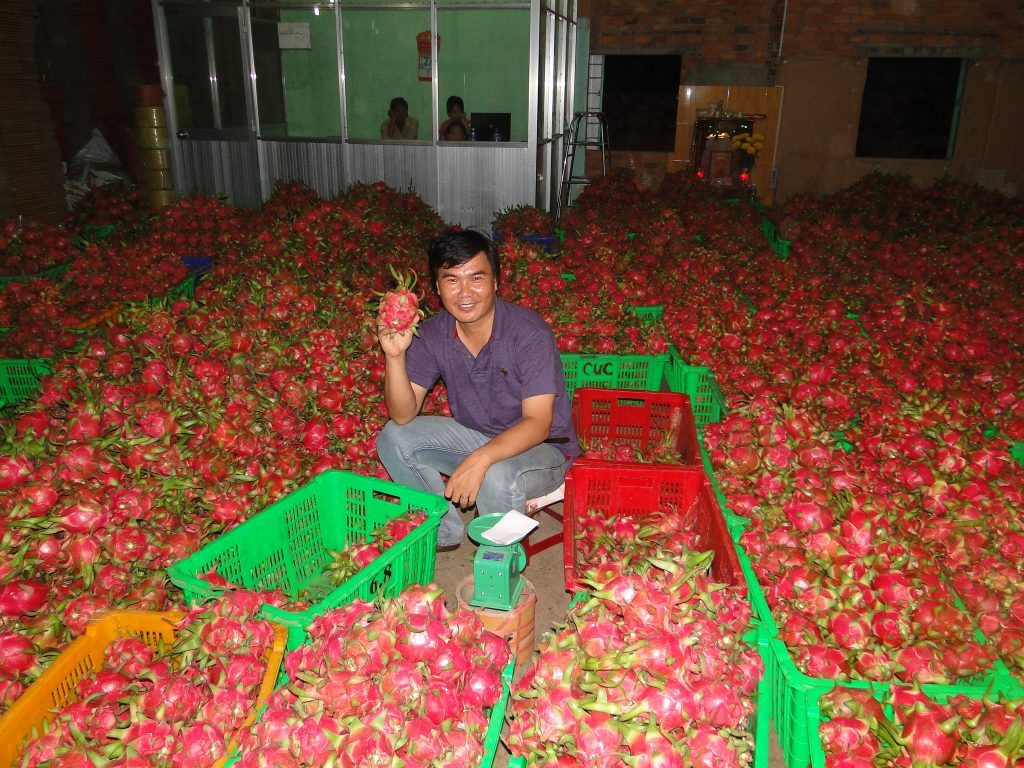Year-round Vietnam dragon fruit enables global exports